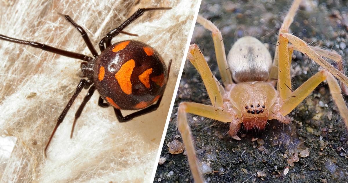 Voici Les Deux Seules Araign es Vraiment Dangereuses En France Voici Les Deux Seules Araign es Vraiment Dangereuses En France