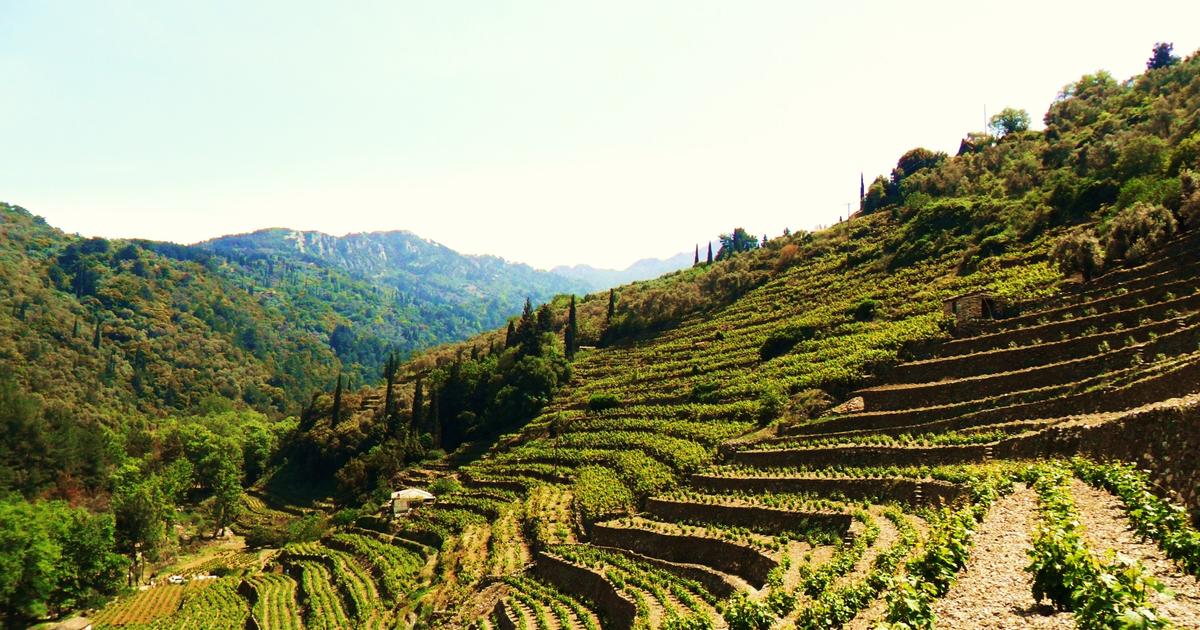Sur l’île de Samos, en Grèce, un vin délicieux produit par un vigneron auvergnat