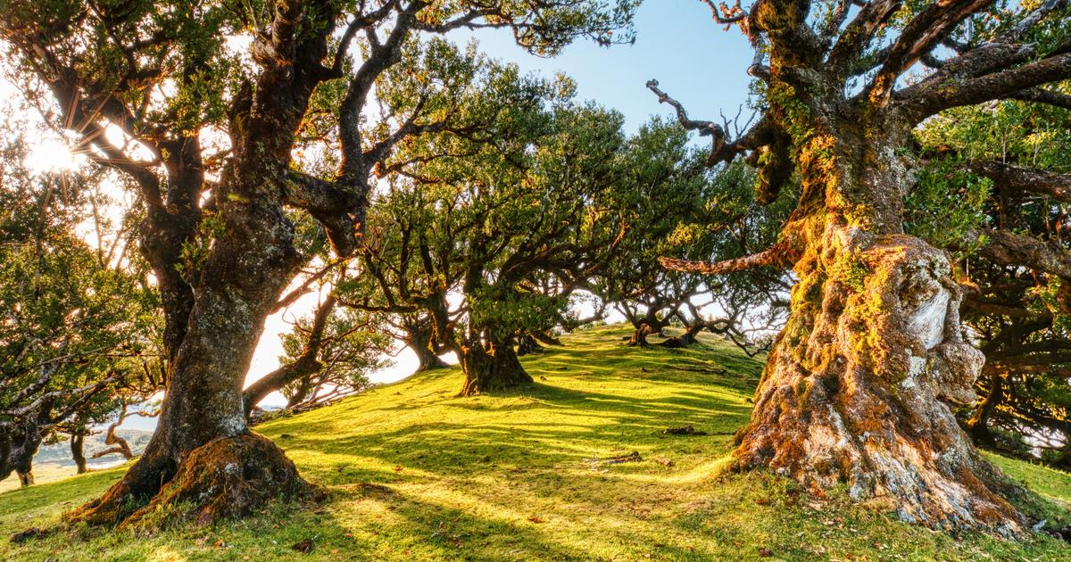 Et si les forêts n’étaient pas de si bons poumons de la planète ?