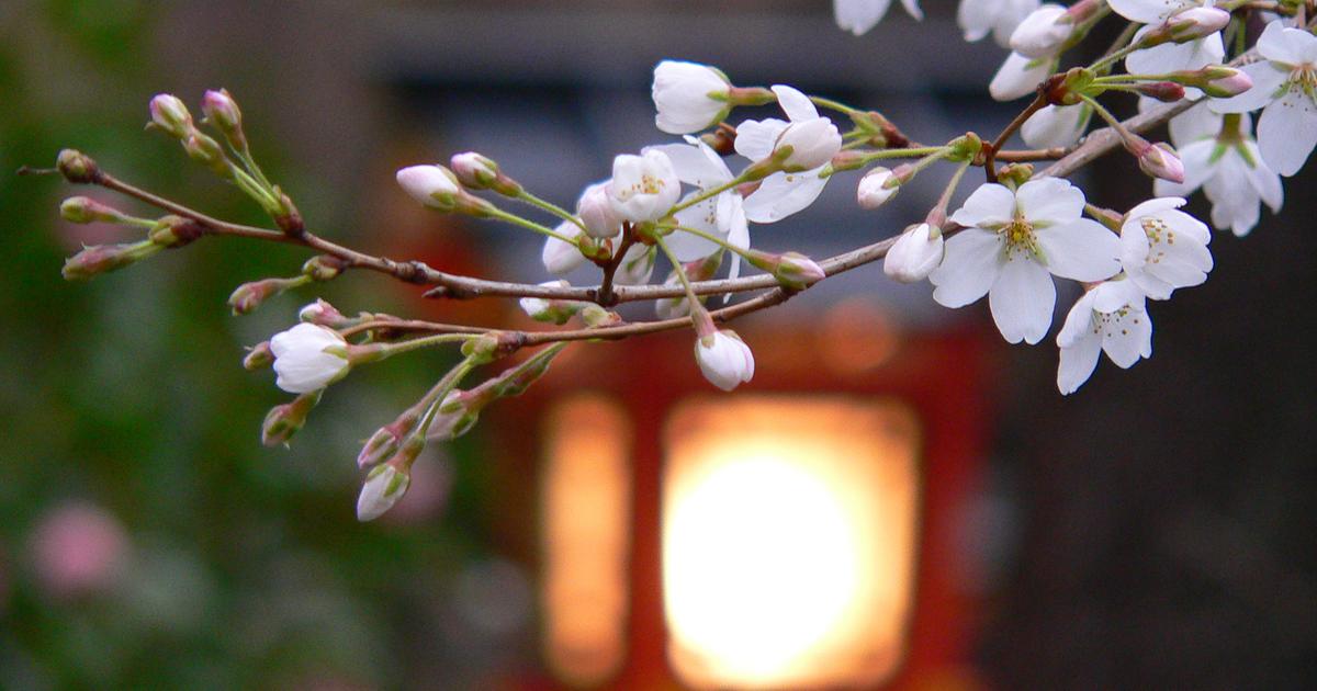 Saison des cerisiers au Japon : à quoi s’attendre cette année ?