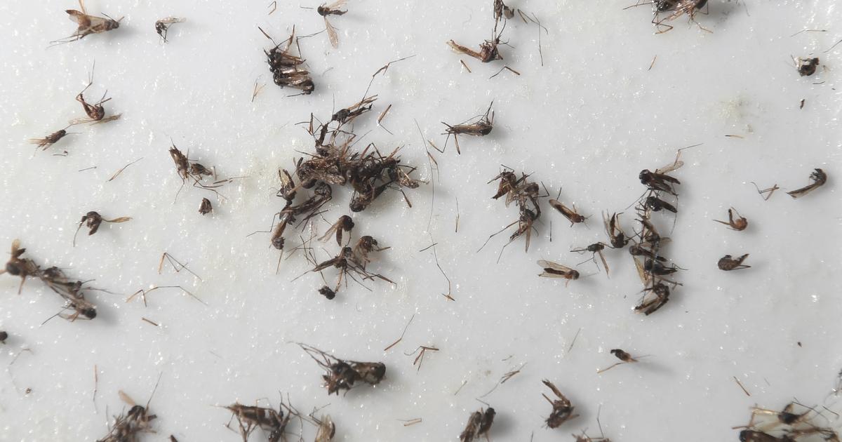 Italie : envahie par des millions de petits moucherons, une ville balnéaire toscane veut déclarer l’état d’urgence