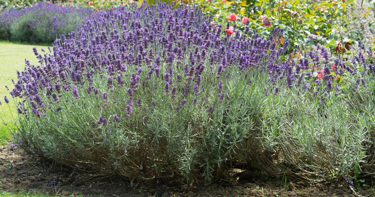 Repiquage des boutures de lavande : quand et comment procéder ?