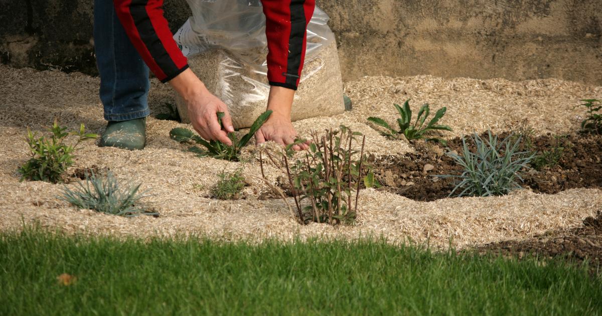 Le paillis de lin, un atout maître pour protéger le jardin contre