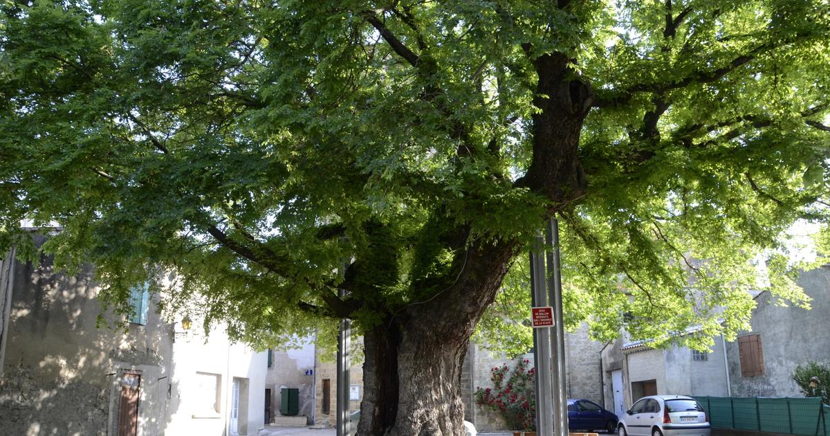 Où voir les plus beaux ormes de France ?