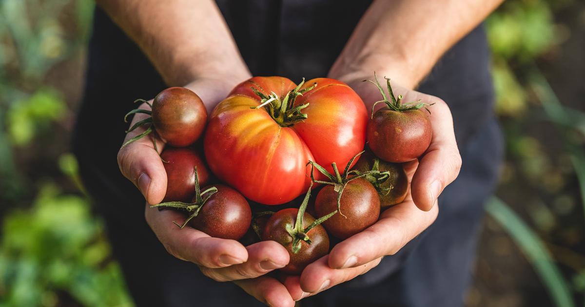 Quelles sont les meilleures plantes compagnes pour les tomates?