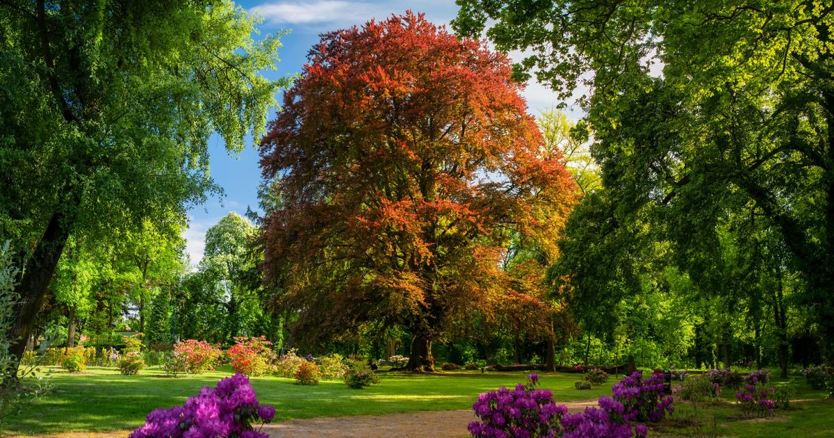 L’Arbre européen de l’année est polonais
