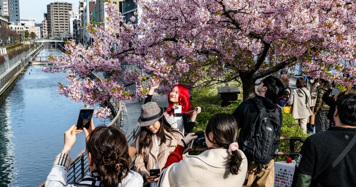 Au Japon, l’art de plus en plus délicat de prévoir la floraison des cerisiers