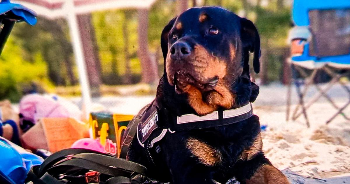 En Gironde, un homme avoue avoir criblé de 17 balles une chienne qu’il soupçonnait d’avoir croqué ses poules