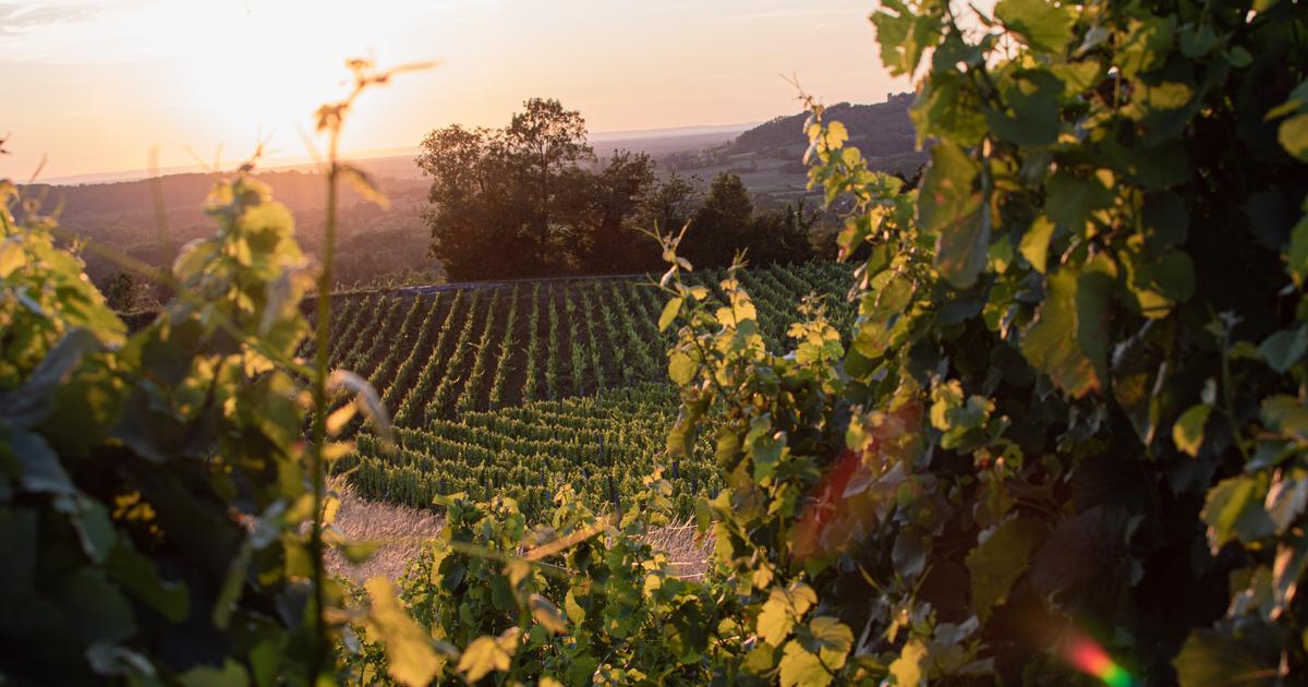 Baisse de la consommation, météo, Donald Trump… Face aux menaces, l’Europe veut réduire la production de vin