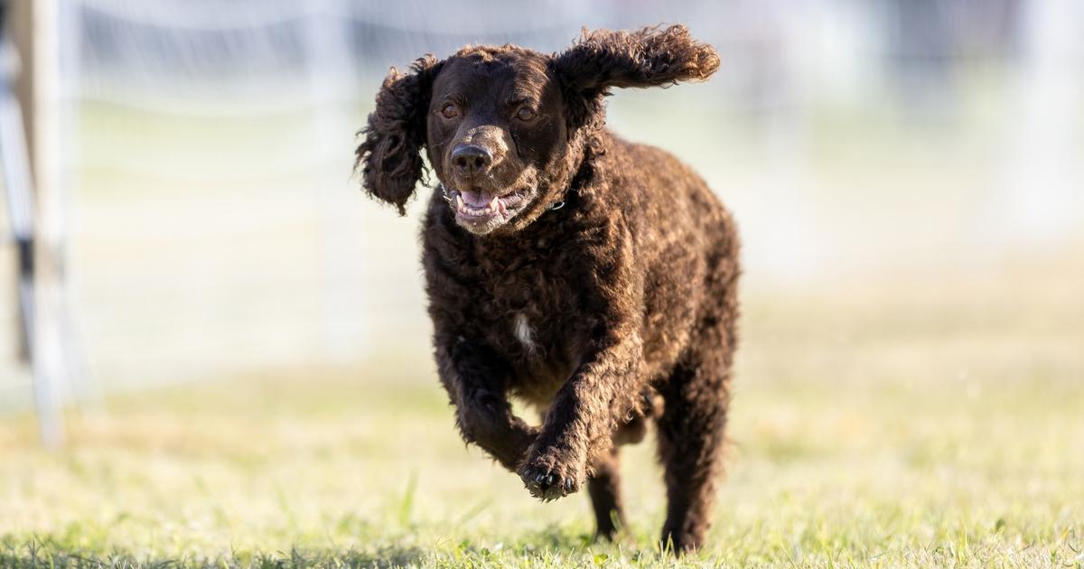 Chien d’eau américain : origine, taille et caractère de ce chien