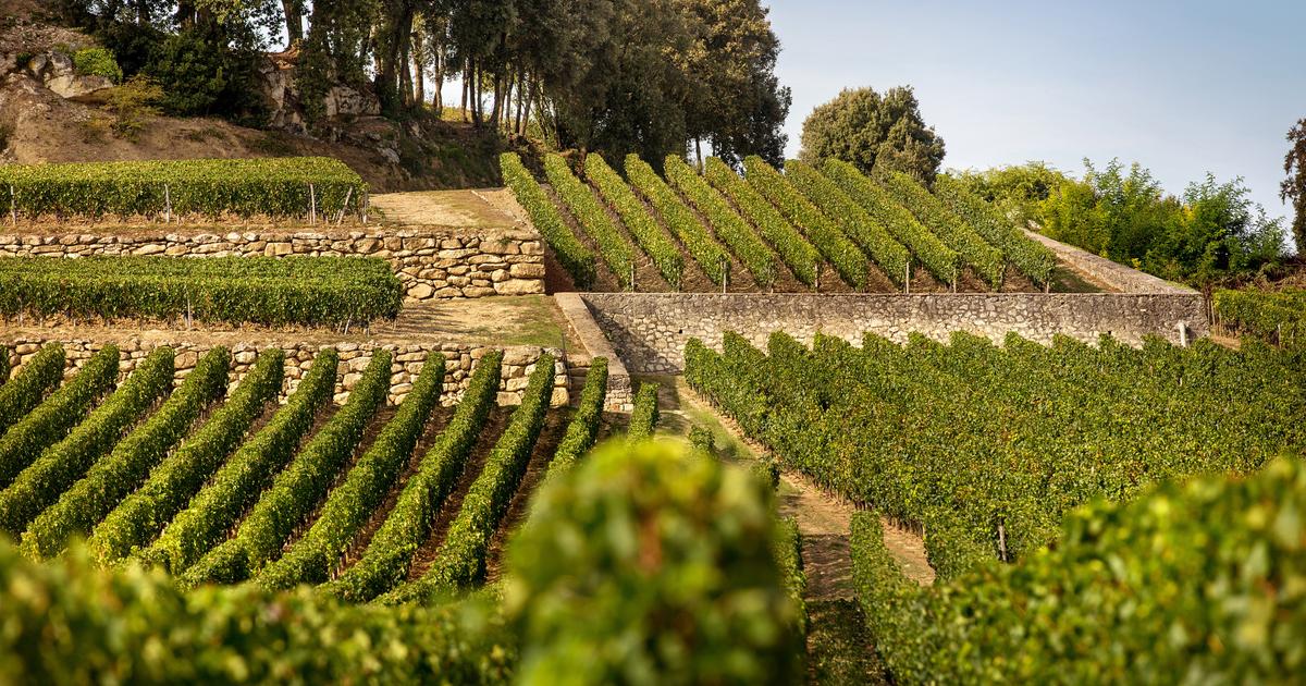 Les 10 châteaux de Bordeaux qui confirment leur statut de nouveaux incontournables avec un millésime 2022 d’exception
