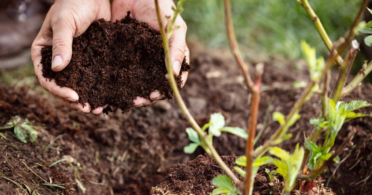 «le secret c’est aussi de mélanger l’azote et le carbone»: les conseils pour un compost fertile et équilibré