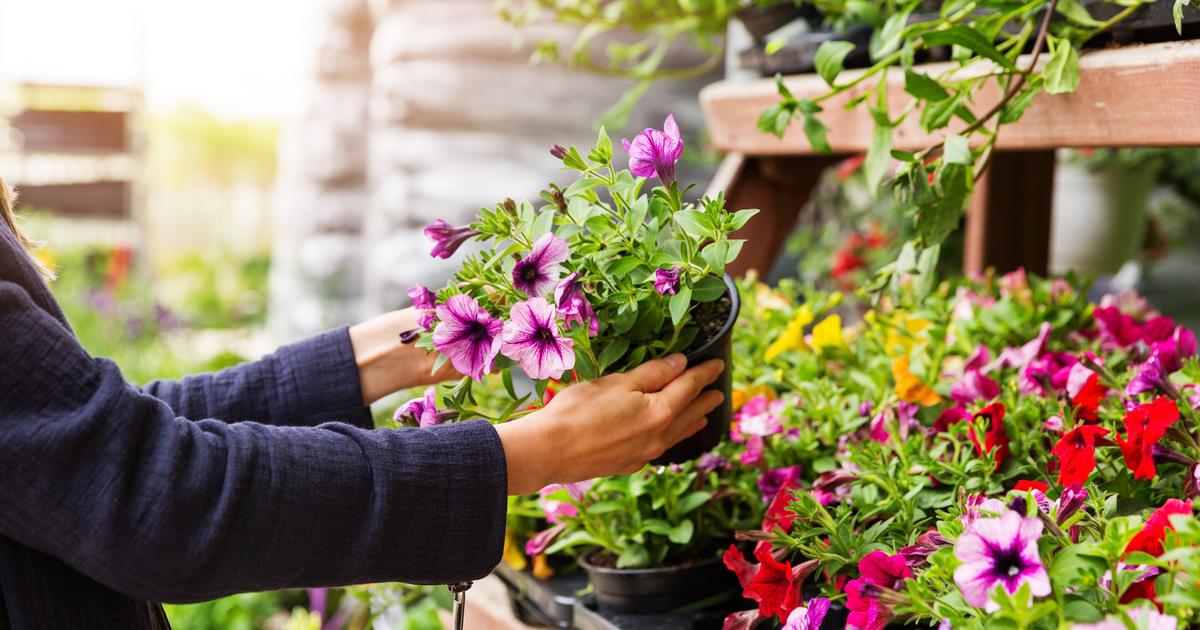 Avant d’acheter une plante en jardinerie, examinez toujours ceci