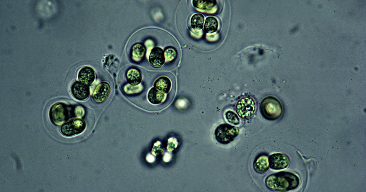 人工知能、DNA …この技術は、数十億年にわたって細菌の家系図をたどる