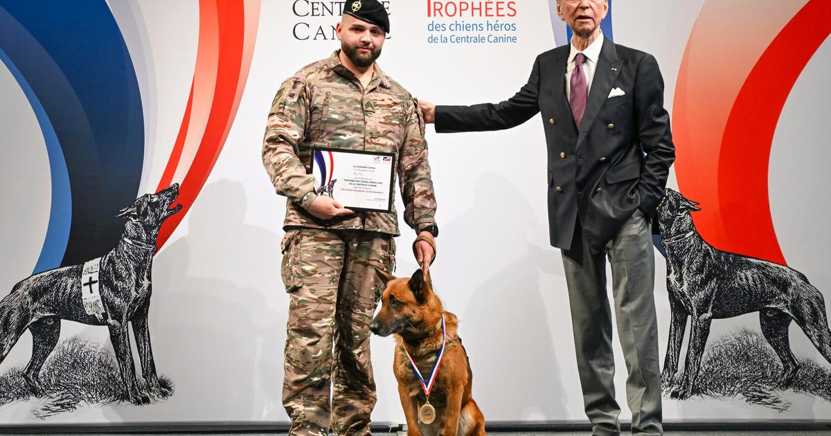 Trophées des chiens héros : qui sont les 24 animaux hors du commun qui ont été récompensés?