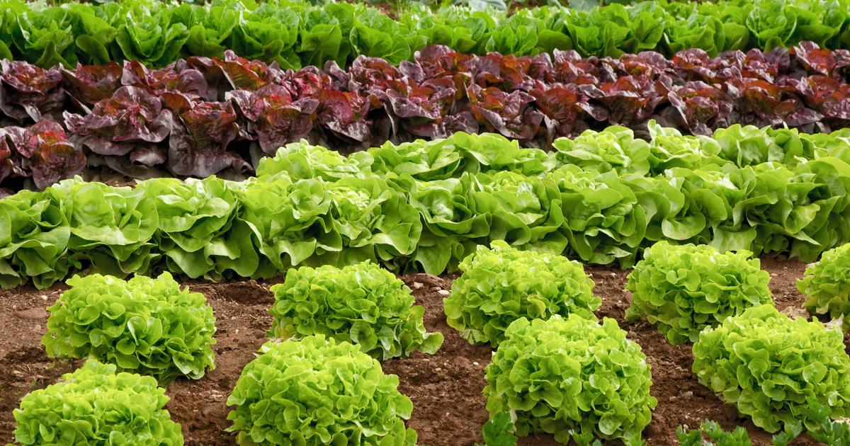 3 astuces pour une salade fraîche et croquante