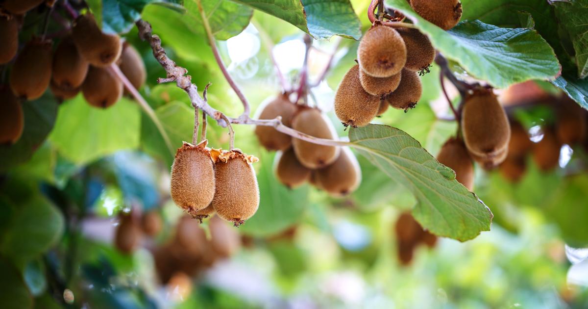 Bien choisir un kiwi : 5 variétés à connaître