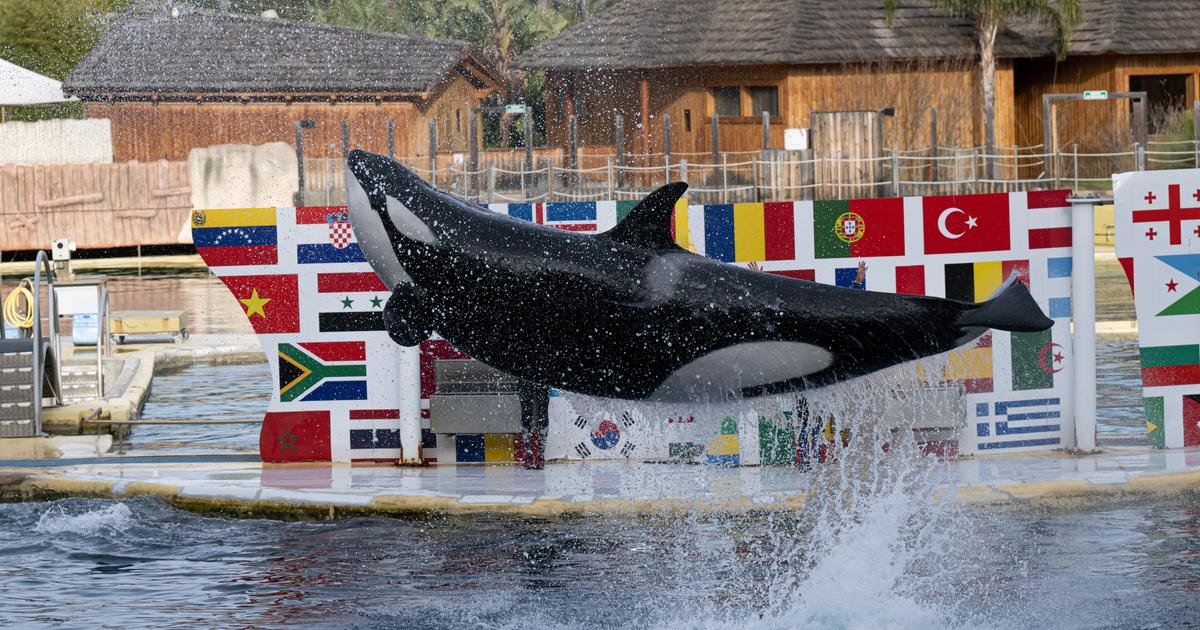Marineland : les orques doivent pour l’instant rester à Antibes, selon ...