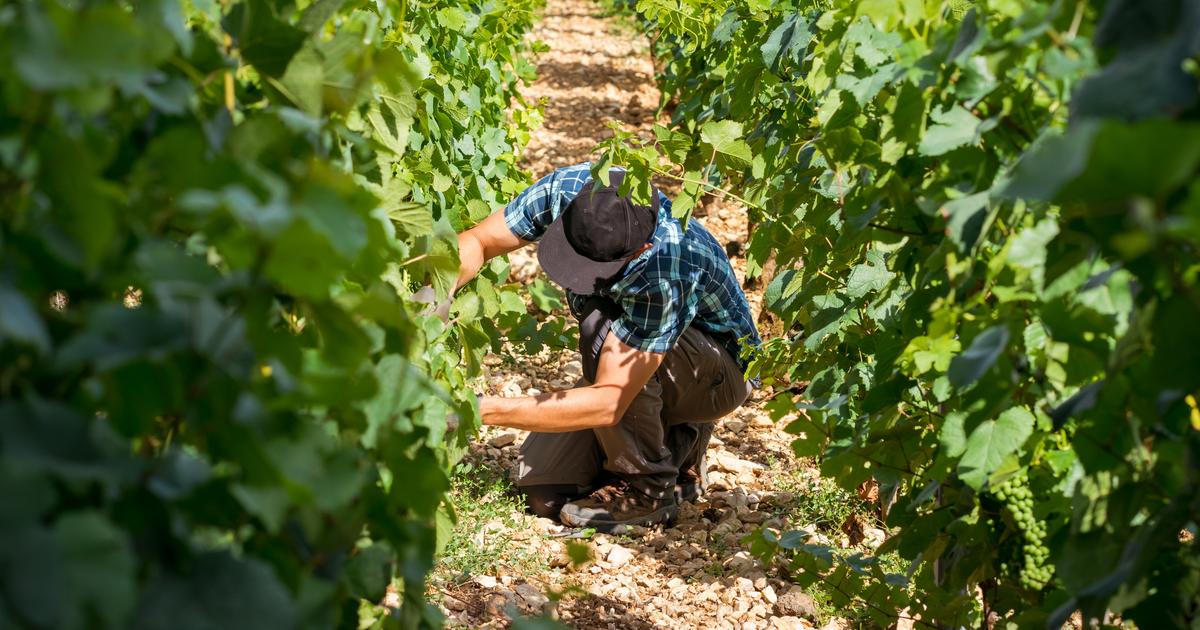«Il y a encore des leviers» : ces nouvelles recommandations pour soutenir la viticulture