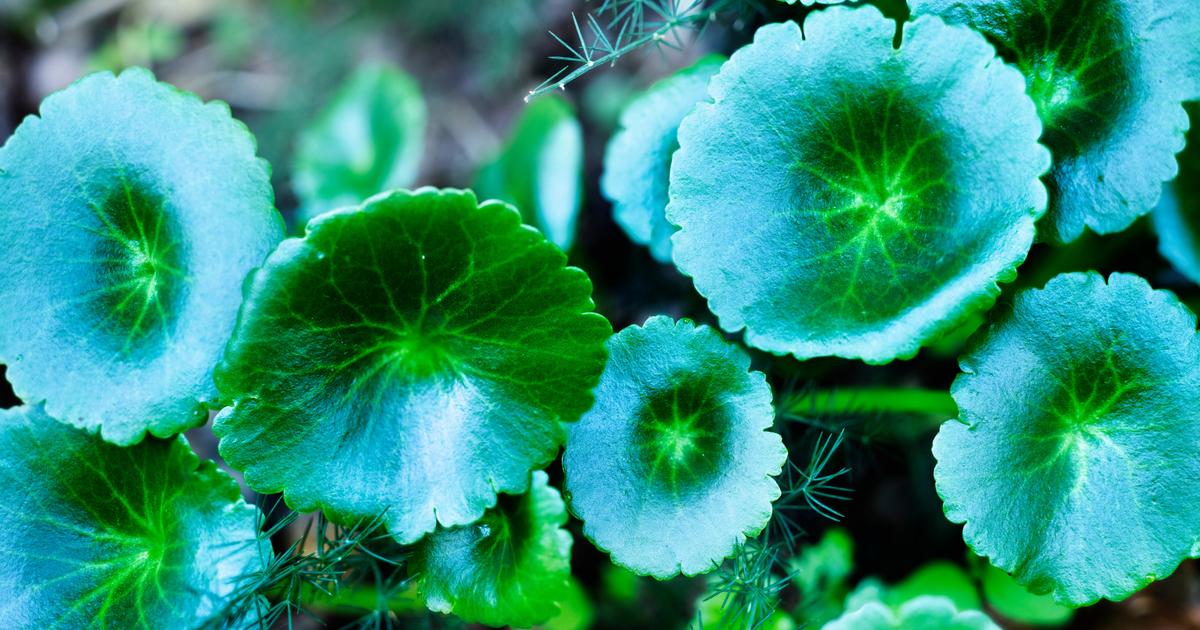 Potager  cover image