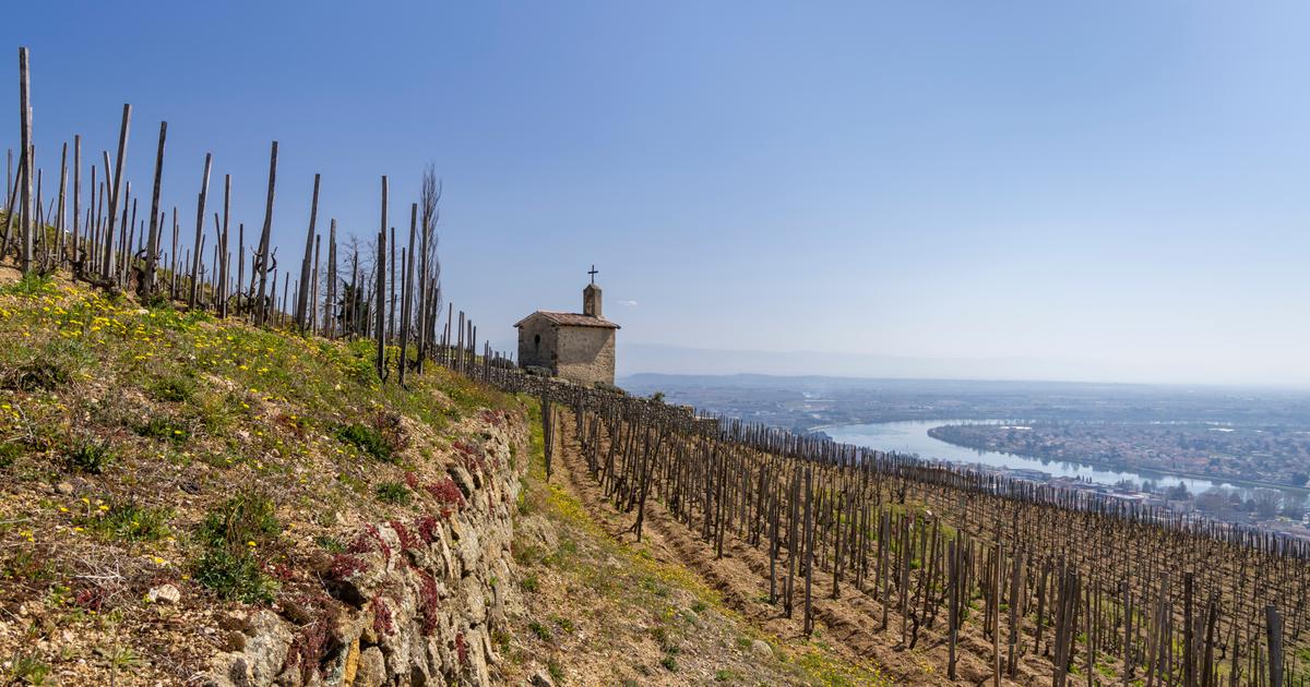 Un millésime 2024 «homérique» et «éprouvant» dans la vallée du Rhône : à quoi ressembleront les vins ?