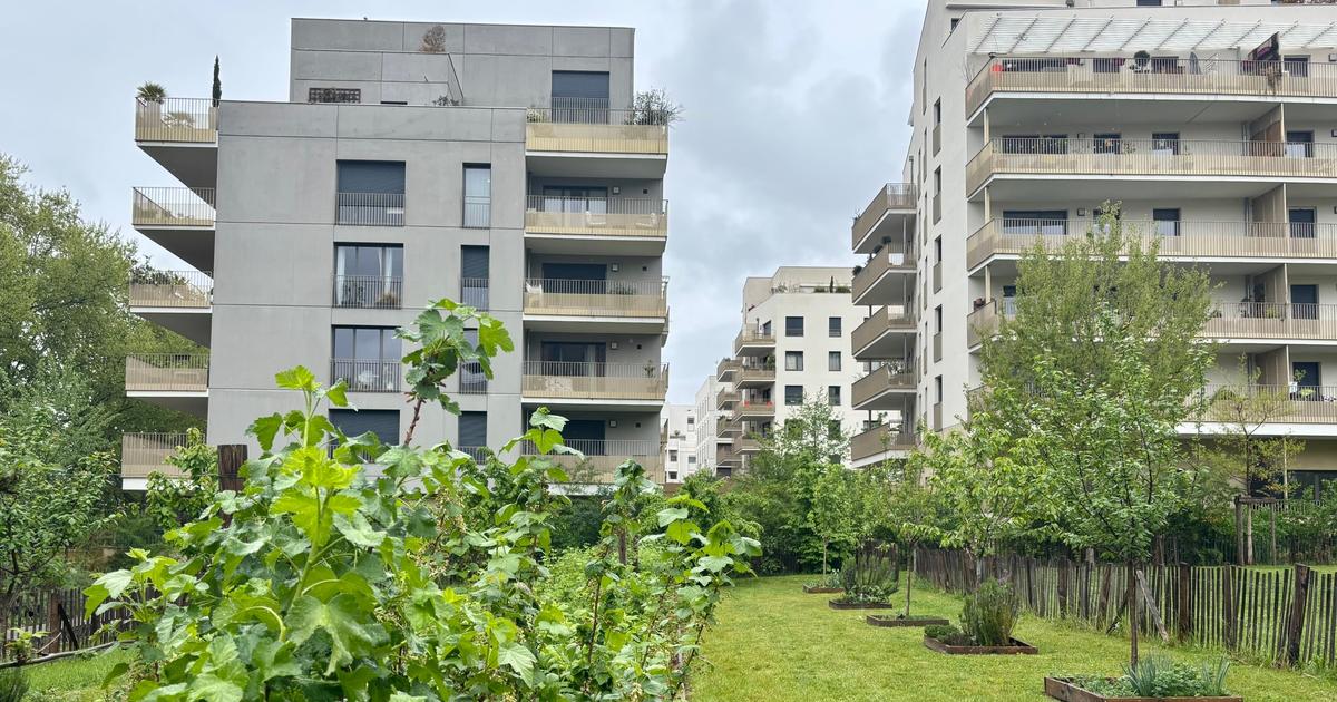 «14 hectares regagnés sur le bitume» : à Lyon, la majorité écologiste fait le bilan de sa politique de végétalisation