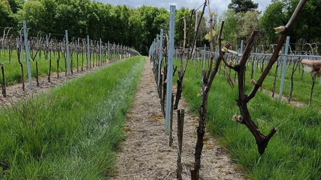 «On sent que la viticulture va se déchirer» : à Cognac, des pieds de vigne arrachés sur fond de tensions dans la profession
