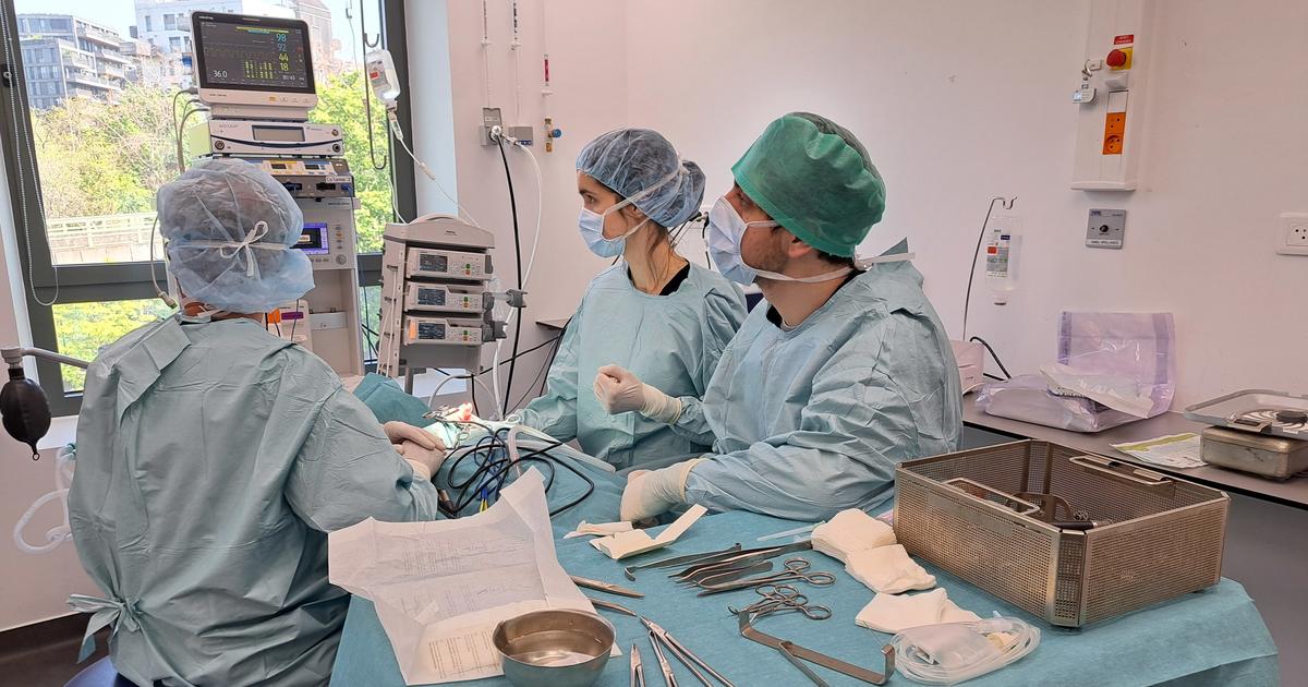 Chimiothérapies, prothèses de hanches et chirurgies cardiaques : la folie des soins médicaux pour chiens et chats