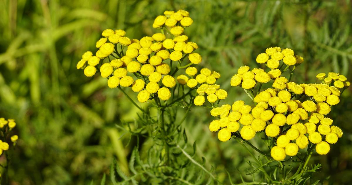 7 mauvaises herbes qu’il vaut mieux ne pas arracher