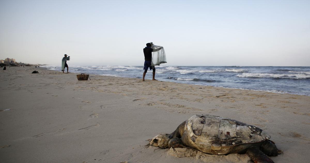 Dans une bande de Gaza affamée, des Palestiniens se rabattent sur la viande de tortue
