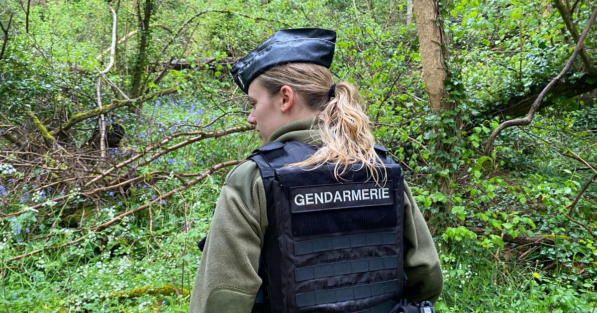 Près de Bordeaux : deux molosses blessent sévèrement un gendarme et tuent un petit chien
