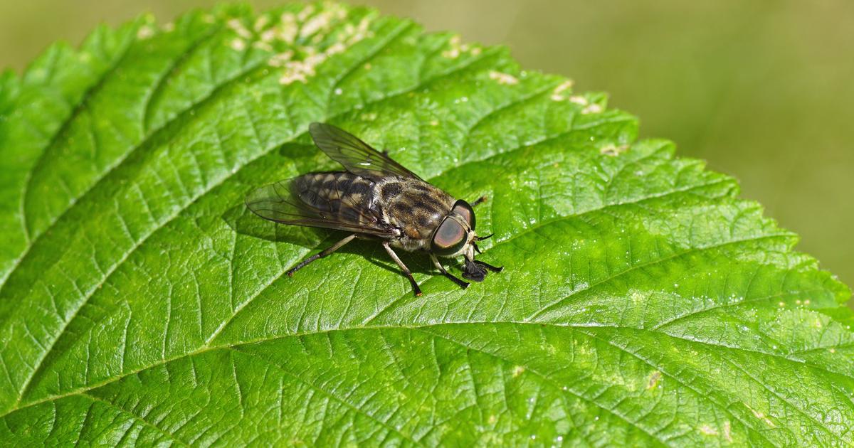 Comment faire fuir les taons du jardin?