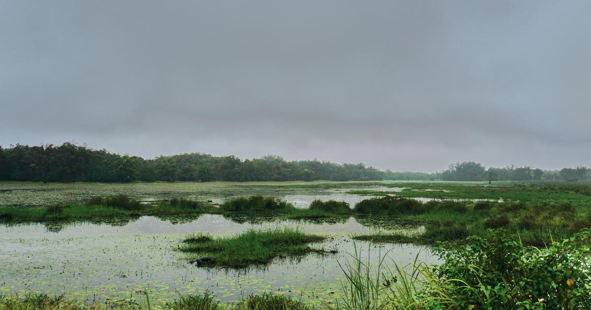 Il y a plus de 50.000 ans, des « espèces fantômes » occupaient la forêt tropicale ouest-africaine
