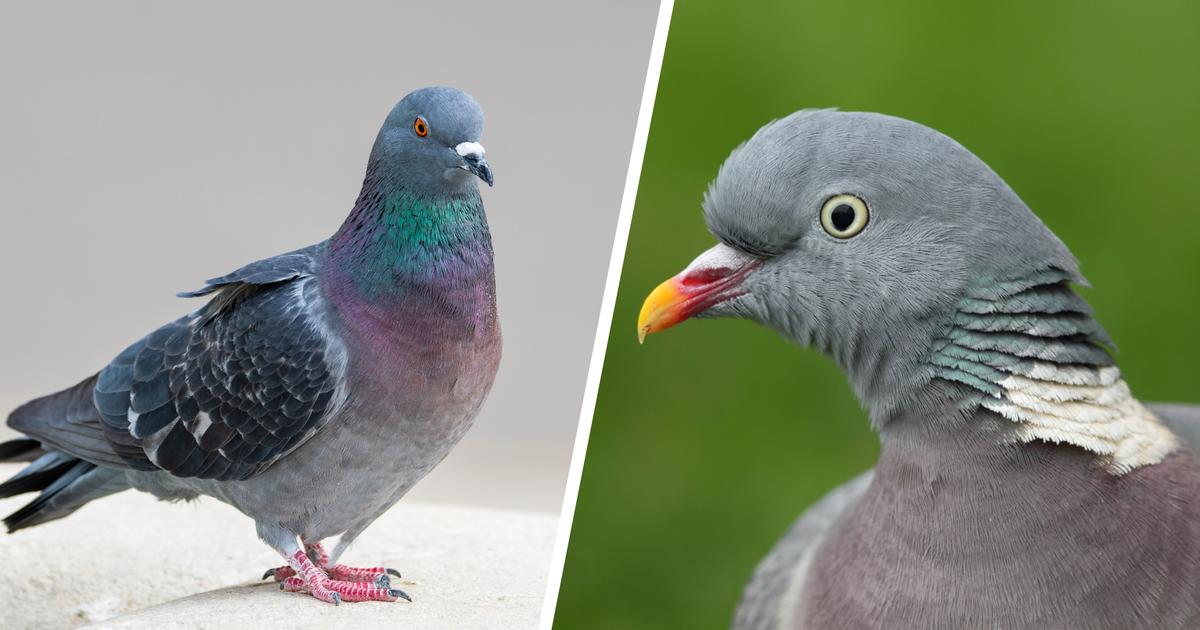 Pigeon ramier | , boutique en ligne pour oiseaux