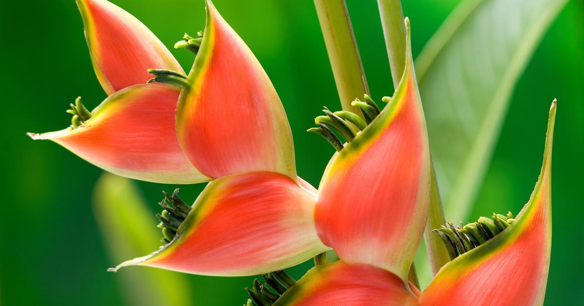 森林砍伐,气候变化…热带植物“ Heliconia”处于灭绝危险 森林砍伐,气候变化…热带植物“ Heliconia”处于灭绝危险