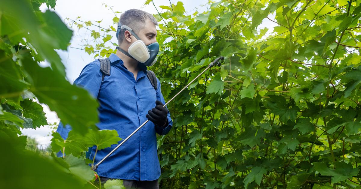 Une étude révèle la présence de polluants éternels dans le vin : est-ce dangereux ? La réponse d’un scientifique