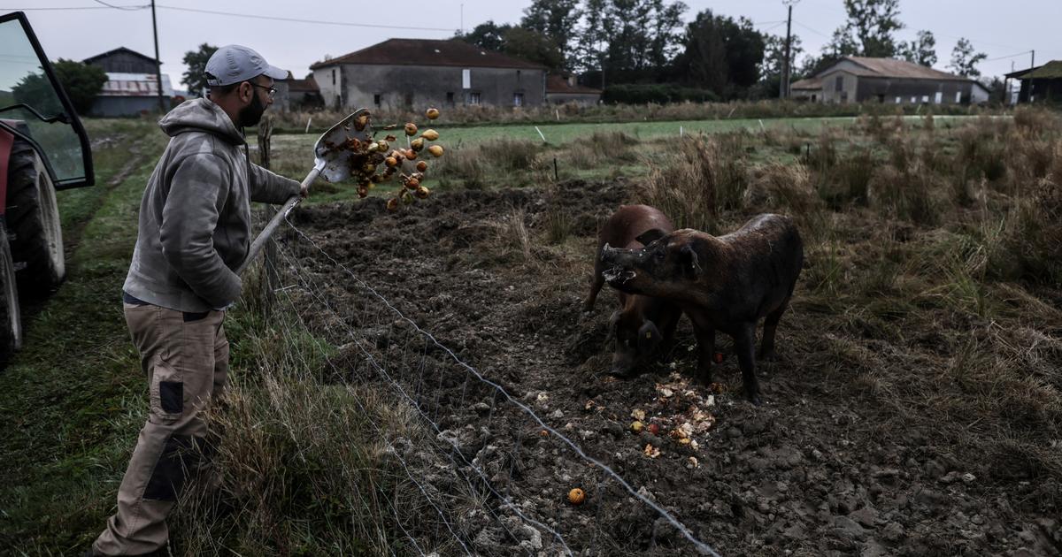 Pendant que nous empilons les normes, d’autres pays font de l’agriculture le cœur de leur politique nationale