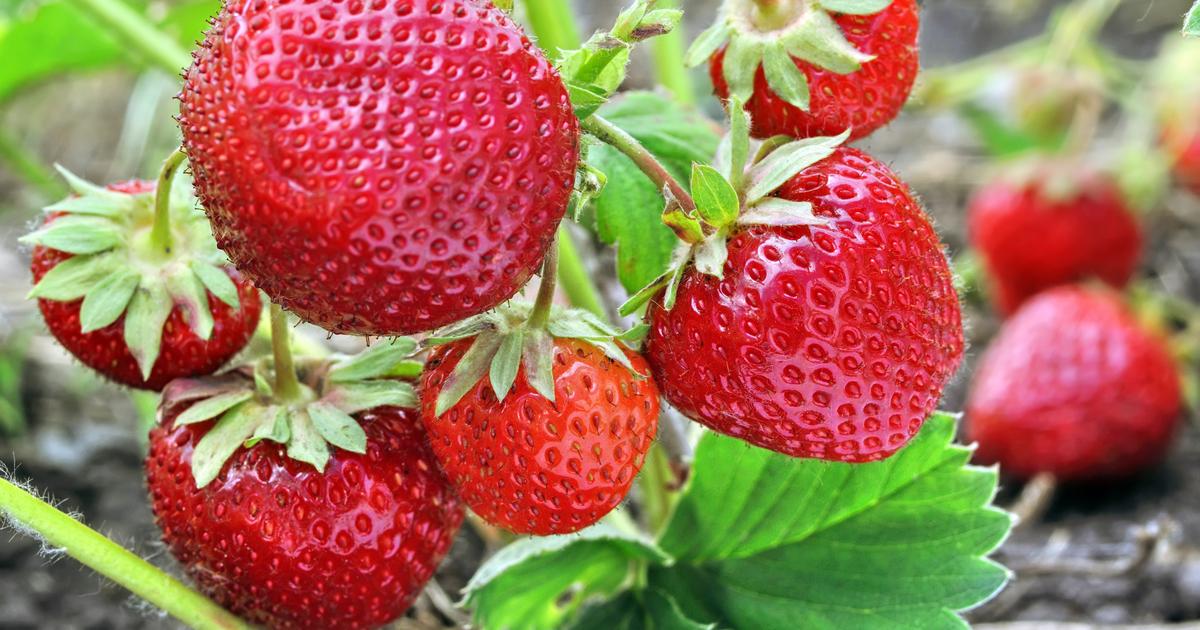 Comment cultiver des fraises dans un petit espace?