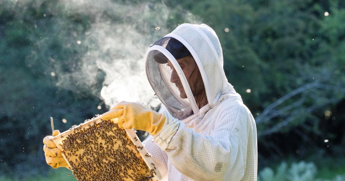 Le retour des néonicotinoïdes en France serait «un désastre» pour les apiculteurs, déplore la filière