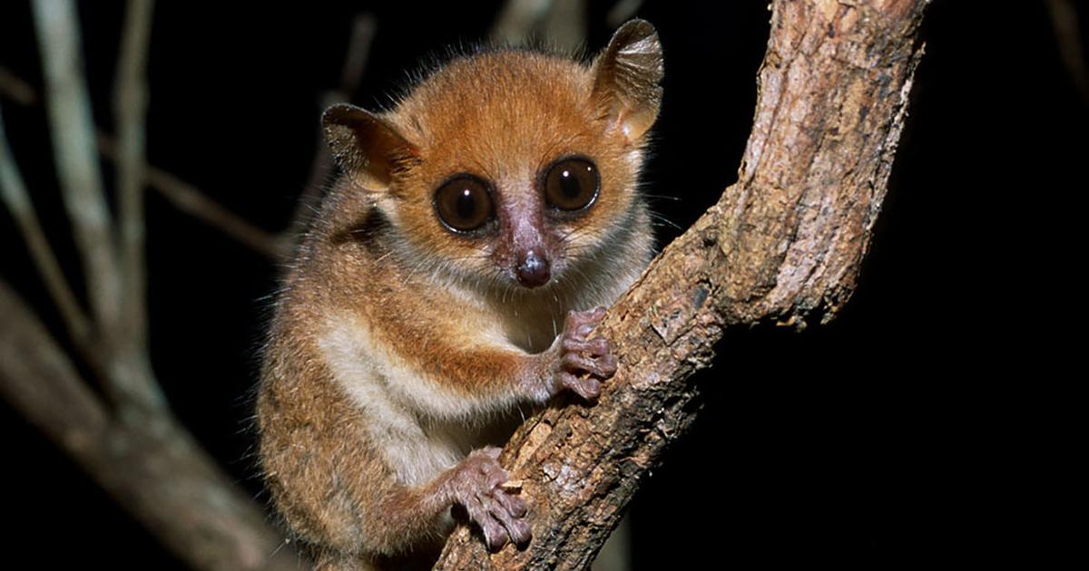 Iucnは、世界で最も脅かされている25の霊長類のリストを発表します