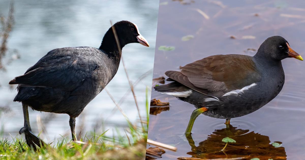 Foulque ou poule d’eau : ce détail permet de les distinguer sans erreur