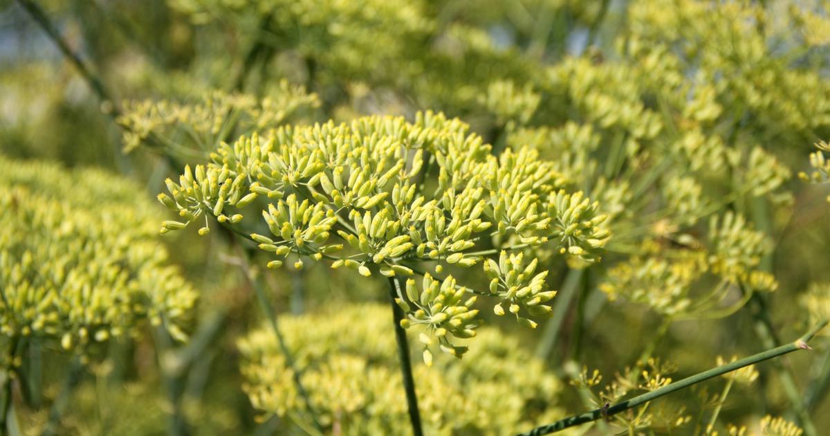 L’anis a de nombreuses vertus et on peut le cultiver facilement au jardin
