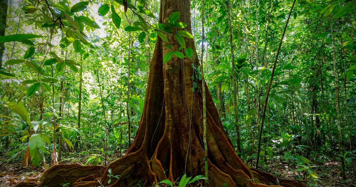 La forêt, solution naturelle possible à la crise climatique sur France 5