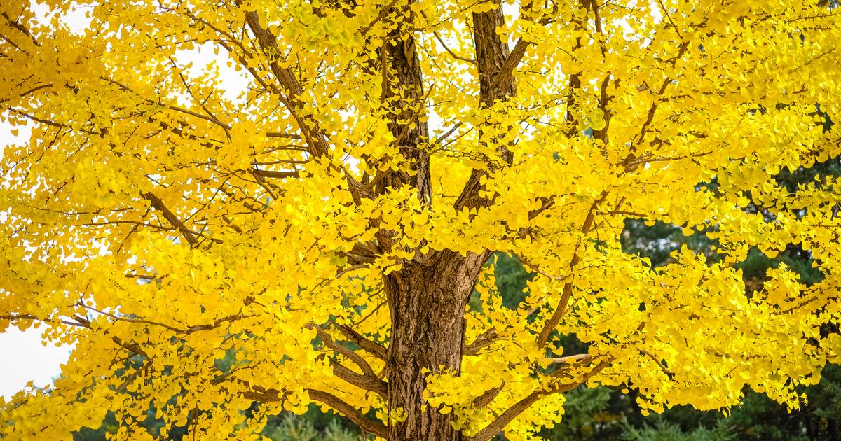 Pour attirer les oiseaux, évitez de planter cet arbre