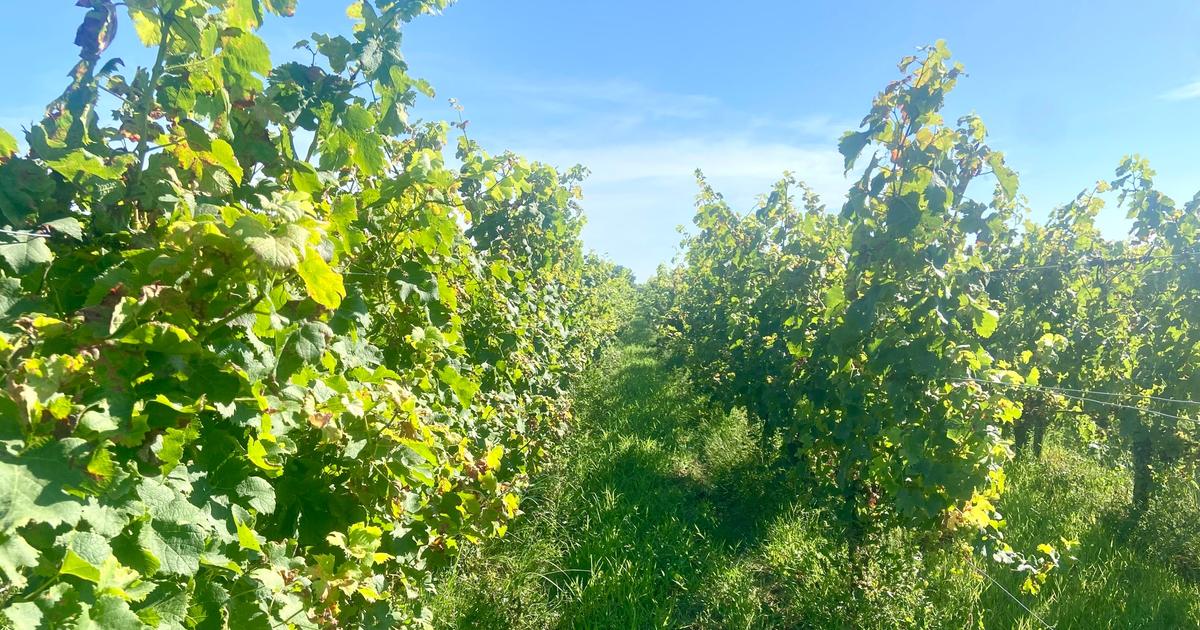 «On impose aux vignerons trop de contraintes» : près de Bordeaux, un vigneron se donne la mort dans ses vignes