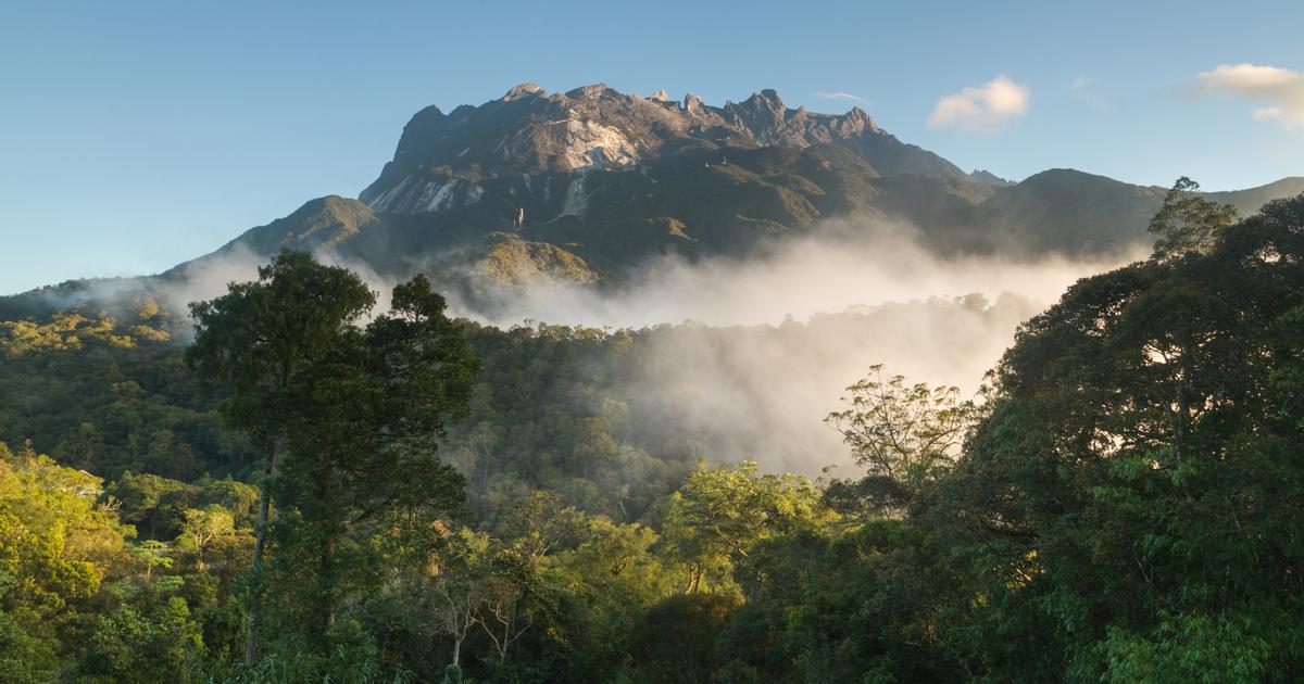 En Malaisie, une plante capable d’absorber le nickel reconnue comme une potentielle alternative à l’extraction minière