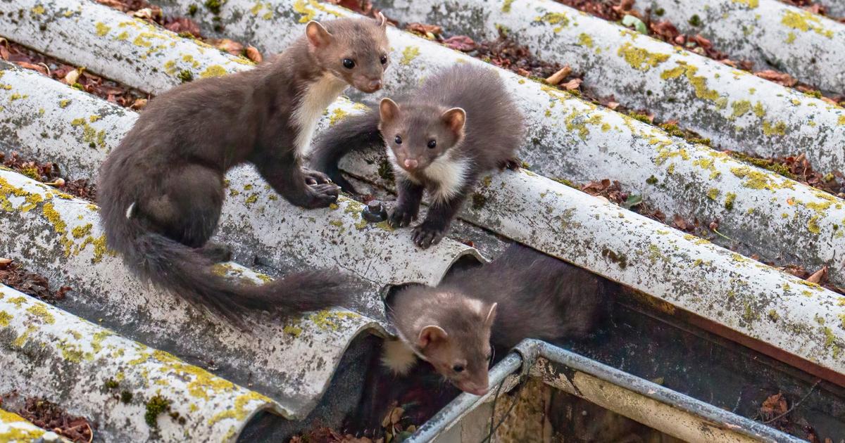 Martres, pies, renards... Ces animaux ne sont plus qualifiés de nuisibles dans certains départements