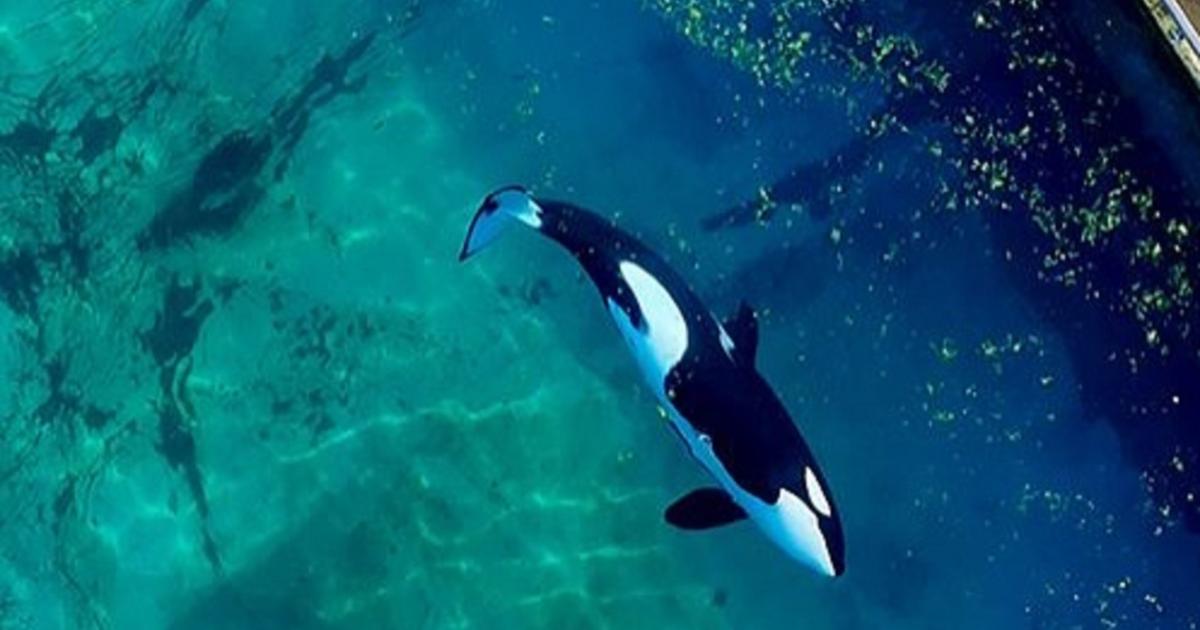 «Des bassins infestés d’algues» : des images des orques du Marineland d ...