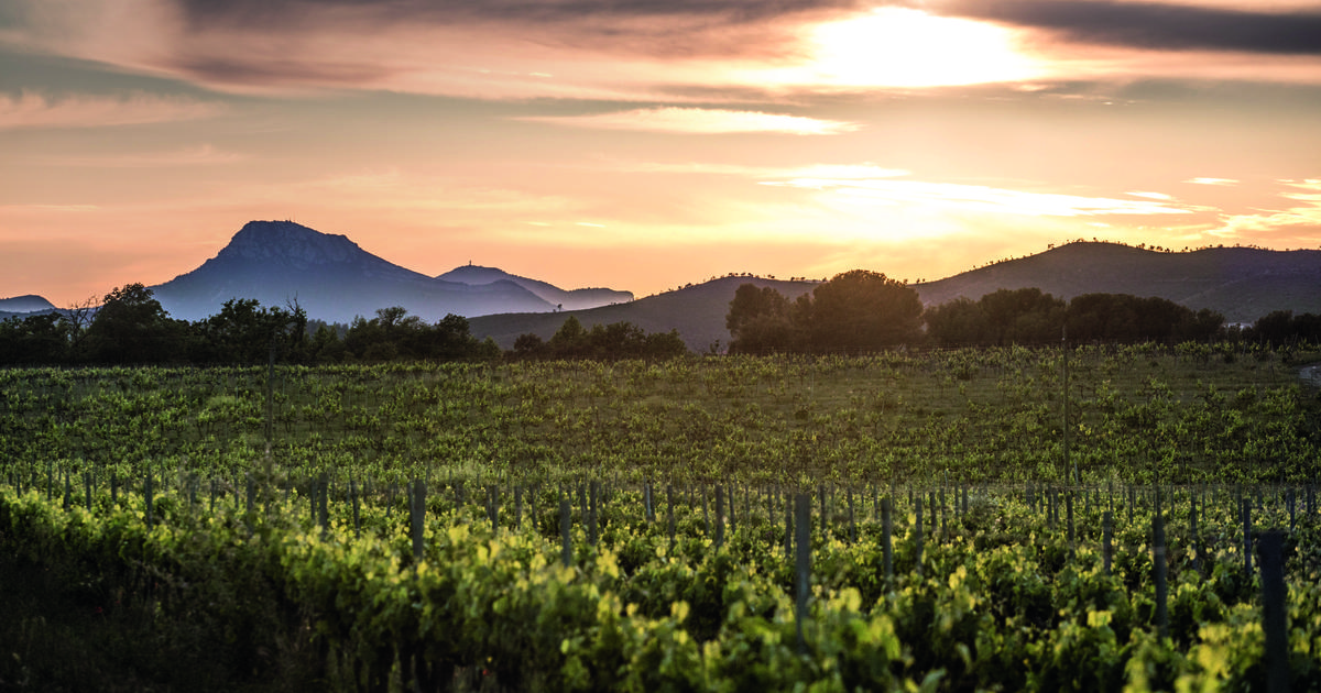 Comment la Provence du «petit rosé» est devenue un vignoble aux mille visages