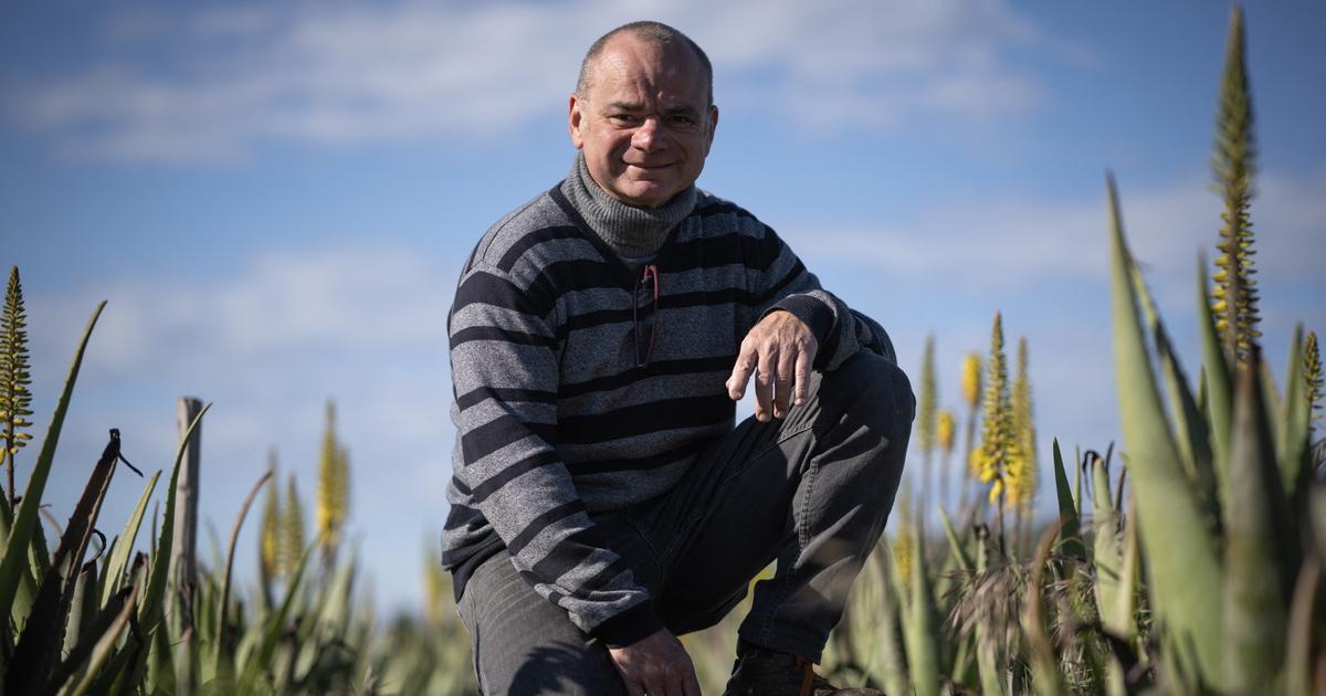 «Revoir notre manière de travailler» : dans l’Aude, ce vigneron a trouvé une solution pour s’adapter à la sécheresse
